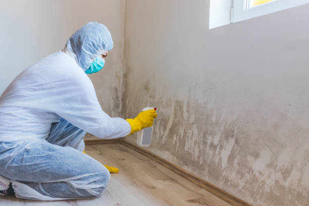 Licensed Mold Remediation service in Weehawken, NJ - Mold Remediation HQ