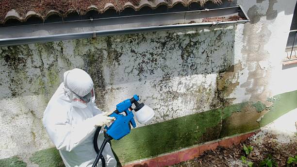 Top rated local Mold Remediation specialists in Weehawken, NJ